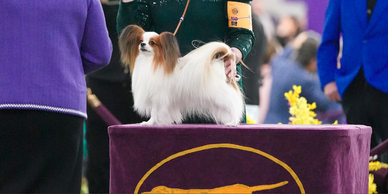 Sablewings Papillons | Sablewings Papillons